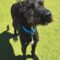 Winston