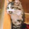 Dewey
