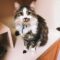 Dewey