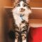 Dewey