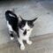 Stray