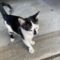 Stray