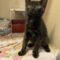 Stray Tortoiseshell Kitten