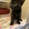 Stray Tortoiseshell Kitten