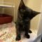 Stray Tortoiseshell Kitten