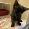 Stray Tortoiseshell Kitten