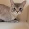 Stray DSH