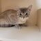 Stray DSH