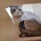 Stray DSH