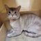 Stray DSH