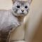 Stray DSH