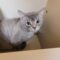 Stray DSH