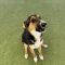 Stray Shepherd (Brown)