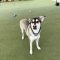 Maisey
